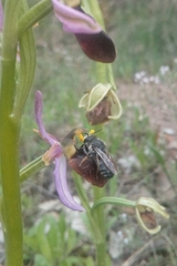 Megachile albonotata