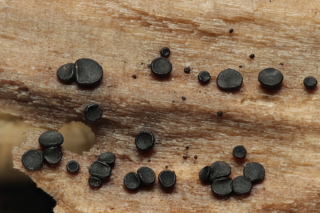 Sclerococcomycetidae