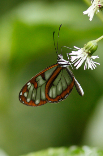 Oleria tremona