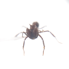 Acromyrmex