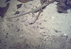 Aspidoscelis rodecki