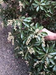 Pieris floribunda