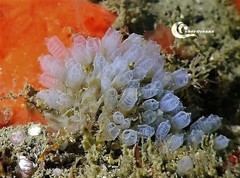 Pycnoclavella atlantica