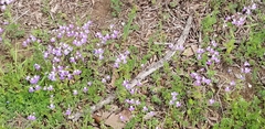 Collinsia violacea