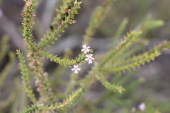 Junellia seriphioides