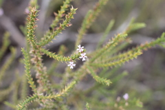 Junellia seriphioides