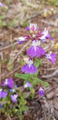Collinsia violacea