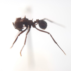 Acromyrmex