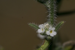 Cryptantha muricata
