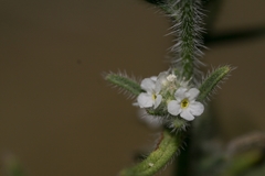 Cryptantha muricata