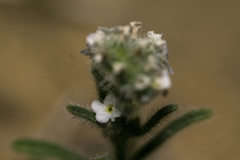 Cryptantha muricata