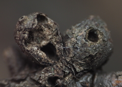 Callirhytis quercusgemmaria