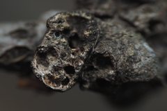 Callirhytis quercusgemmaria