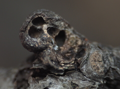 Callirhytis quercusgemmaria