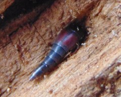 Sepedophilus marshami
