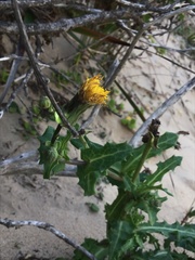 Sonchus megalocarpus