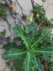 Sonchus megalocarpus