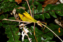 Anthophiloptera dryas