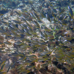 Anampses elegans