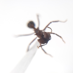 Acromyrmex