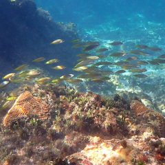 Anampses elegans