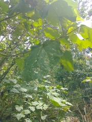 Montanoa quadrangularis