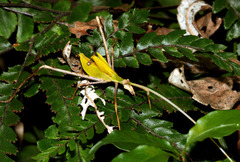 Anthophiloptera dryas