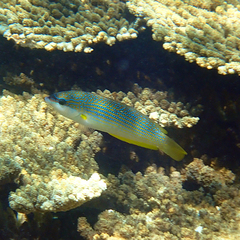 Anampses elegans