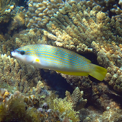 Anampses elegans