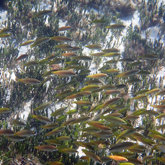 Anampses elegans
