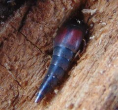 Sepedophilus marshami
