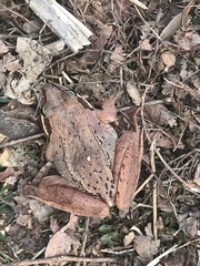 Lithobates sylvaticus image