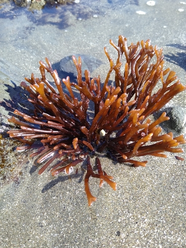 Ahnfeltiopsis linearis