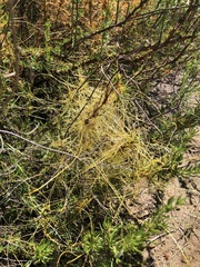 Cuscuta pentagona pentagona
