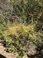 Cuscuta pentagona pentagona