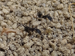 Aphaenogaster senilis