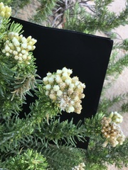 Ozothamnus turbinatus