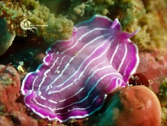 Prostheceraeus roseus