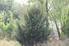 Juniperus virginiana