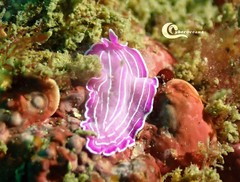 Prostheceraeus roseus