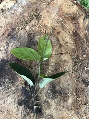 Magnoliopsida