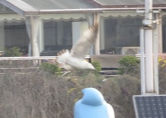 Larus argentatus
