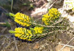 Thymelaea coridifolia