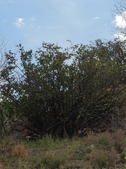 Plagianthus regius