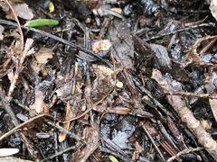 Moellerodiscus capillipes