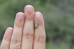 Naupactus auripes