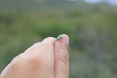 Naupactus auripes