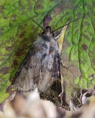 Agrotis malefida