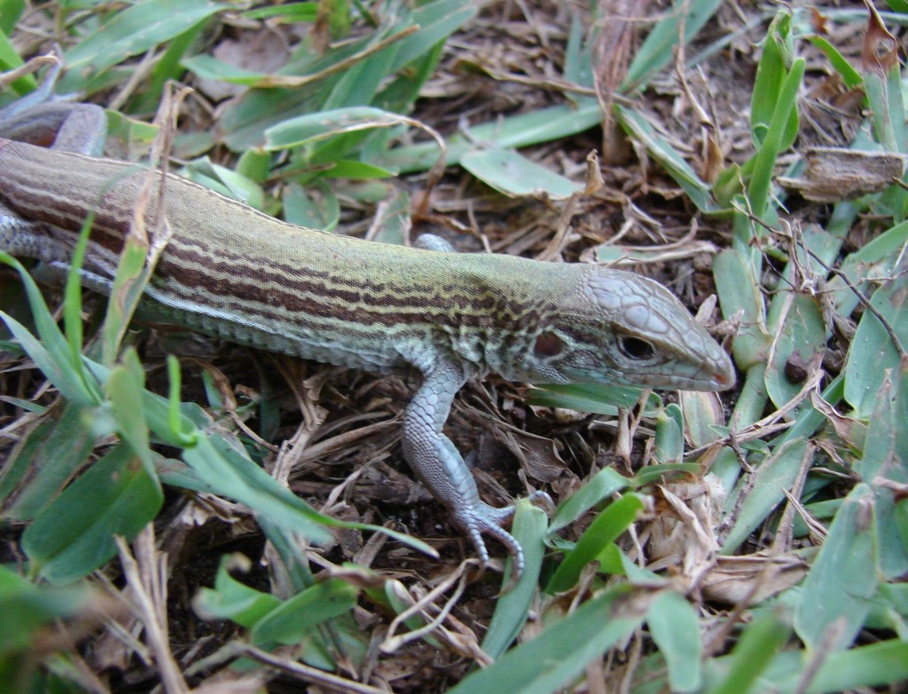 Maslin's Whiptail