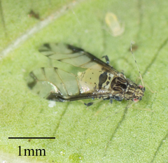 Sarucallis kahawaluokalani